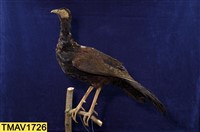 藍腹鷴藏品圖，第7張